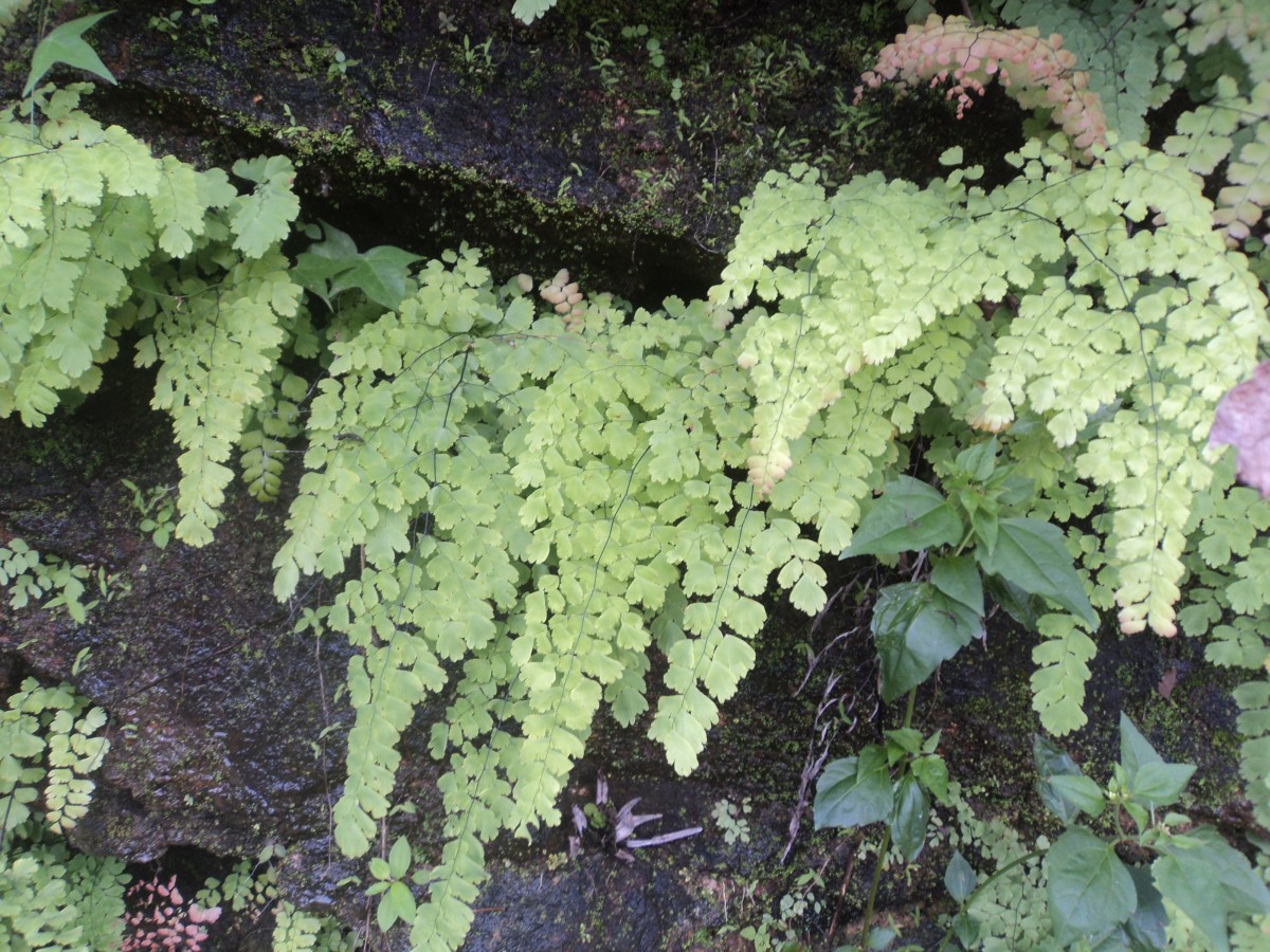 Adiantum concinnum Humb. & Bonpl. ex Willd.
